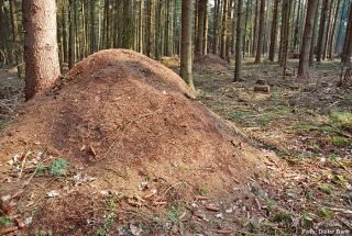 Ameisennester im NSG Rudolfshagen